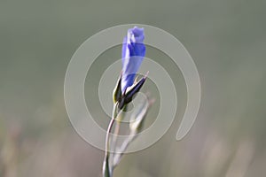 Blue Flower Bud Against a Soft Green Backdrop