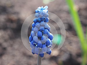 Blue flower buds of the hyacinth. The first spring flowers.