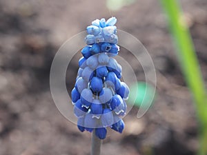 Blue flower buds of the hyacinth. The first spring flowers.