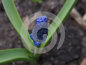 Blue flower buds of the hyacinth. The first spring flowers.