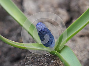 Blue flower buds of the hyacinth. The first spring flowers.