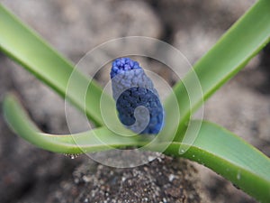 Blue flower buds of the hyacinth. The first spring flowers.