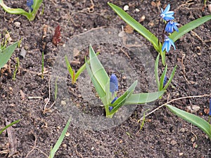 Ð­Blue flower buds of the hyacinth. Spring flowers. Gardening