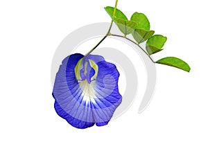 Blue flower of Butterfly pea or Blue Pea isolated on white background