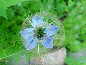Blue flower chernushka
