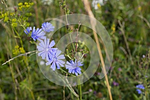 Blue flower chicory blossom in wild green meadow close-up, aromatic medicinal herbs in nature