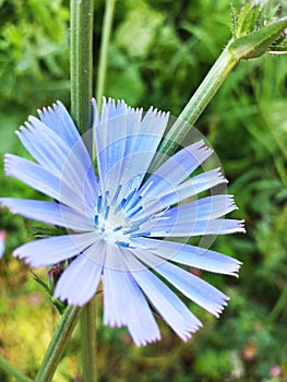 Blue flower of Chicory ordinary in summer day