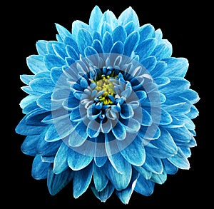 Blue flower chrysanthemum on black isolated background with clipping path. Closeup. no shadows. photo