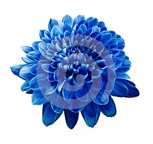 Blue flower chrysanthemum. Flower on white isolated background with clipping path. Closeup. no shadows.