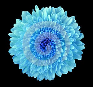 Blue flower chrysanthemum, garden flower, black isolated background with clipping path. Closeup. no shadows. blue centre.