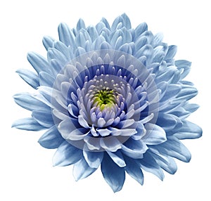 Blue flower chrysanthemum. white   isolated background with clipping path. Closeup no shadows. For design.
