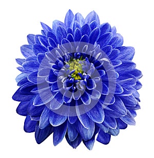 Blue flower chrysanthemum on white isolated background with clipping path. Closeup. no shadows. photo
