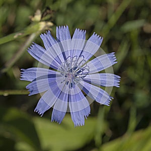 Blue flower of Cichorium endivia