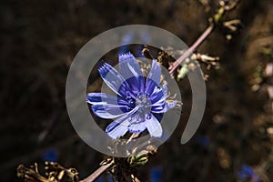 Blue Flower of Cichorium Intybus