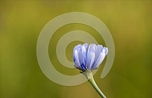 Blue flower of cichorium pumilum, wild endive, which grows spontaneously and wildly.