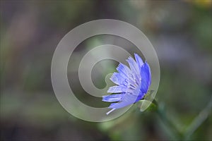 Blue flower of cichorium pumilum, wild endive, which grows spontaneously and wildly.