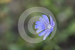 Blue flower of cichorium pumilum, wild endive, which grows spontaneously and wildly.