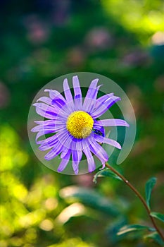 Blue flower - close-up