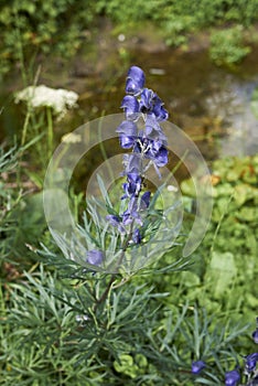 Blue flower close up of Aconitum napellus plant