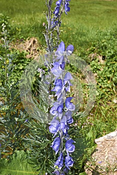 Blue flower close up of Aconitum napellus plant