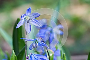 Blue flower close-up, macro.Tulip on a background of green. Soft focus