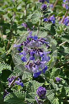 Blue flower cluster of Nepeta Cataria plant, commonly known as catnip, catswort, catwort, and catmint