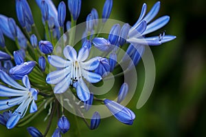 Blue flower in a corner on a blurry green background