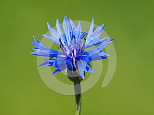 Blue flower of Cornflower or bachelor`s button