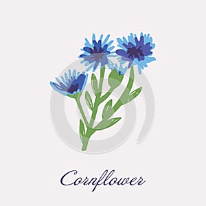 Blue Flower of Cornflower, isolated on white background. Vector hand drawn botanical illustration