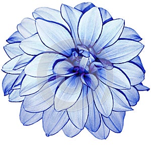 blue flower dahlia on white isolated background with clipping path. no shadows. Closeup.