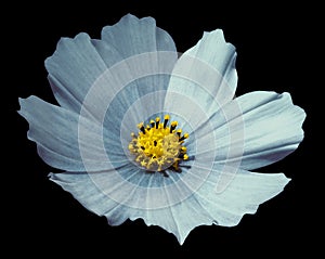 Blue flower daisy black isolated background with clipping path. No shadows. Closeup.