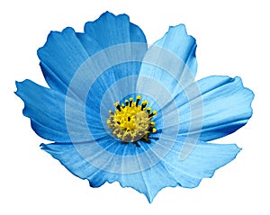 Blue flower daisy white isolated background with clipping path. No shadows. Closeup.