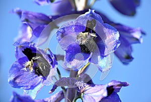 Blue flower Delphinium elatum Delphinium Blue Candle Larkspur