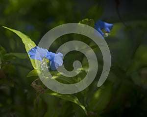 Blue flower of Erect dayflower photo
