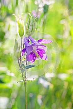 Blue flower of European columbine Aquilegia vulgaris. Close up