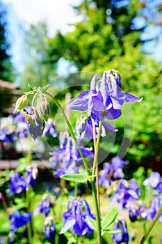 Blue flower of European columbine (Aquilegia vulgaris) in sunny