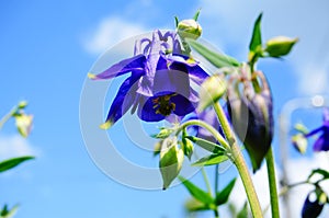 Blue flower of European columbine (Aquilegia vulgaris) in sunny