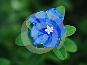 Blue flower Evolvulus glomeratus Evolvulus nuttallianus morning-glory Shaggy dwarf flowering plant with soft selective focus ,macr