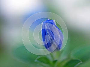 Blue flower Evolvulus glomeratus Evolvulus nuttallianus morning-glory Shaggy dwarf flowering plant with soft selective focus ,macr