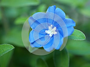 Blue flower Evolvulus glomeratus Evolvulus nuttallianus morning-glory Shaggy dwarf flowering plant with soft selective focus ,macr