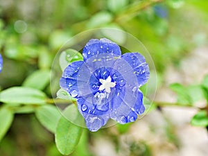 Blue flower Evolvulus glomeratus Evolvulus nuttallianus morning-glory Shaggy dwarf flowering plant with soft selective focus ,macr