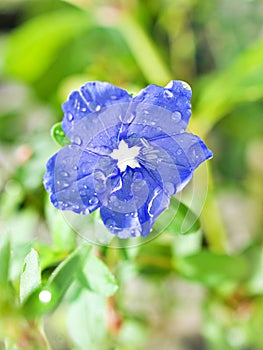 Blue flower Evolvulus glomeratus Evolvulus nuttallianus morning-glory Shaggy dwarf flowering plant with soft selective focus ,macr