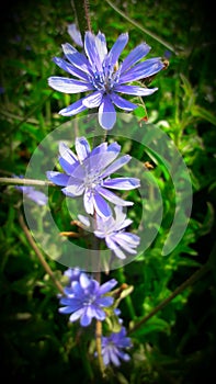Blue flower of farm tree flower India