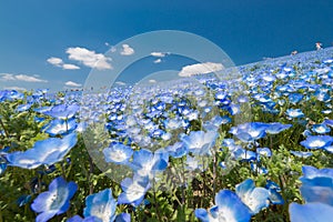 Blue flower field, Nemophila photo