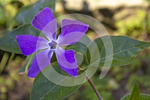 Blue flower with five petals close-up