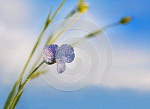 Blue flower of flax blossoms in the field