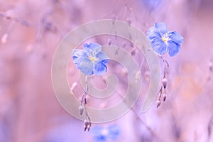 Blue flower of flax on a delicate pink background. Pastel colors. Flax outdoor background with space for text. photo