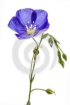 Blue flower of flax, isolated on white background photo