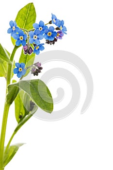 Blue flower of forget-me-not, lat. Myosotis arvensis, isolated on white background