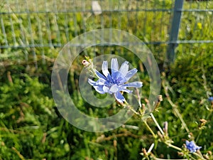 Blue flower in the garden.